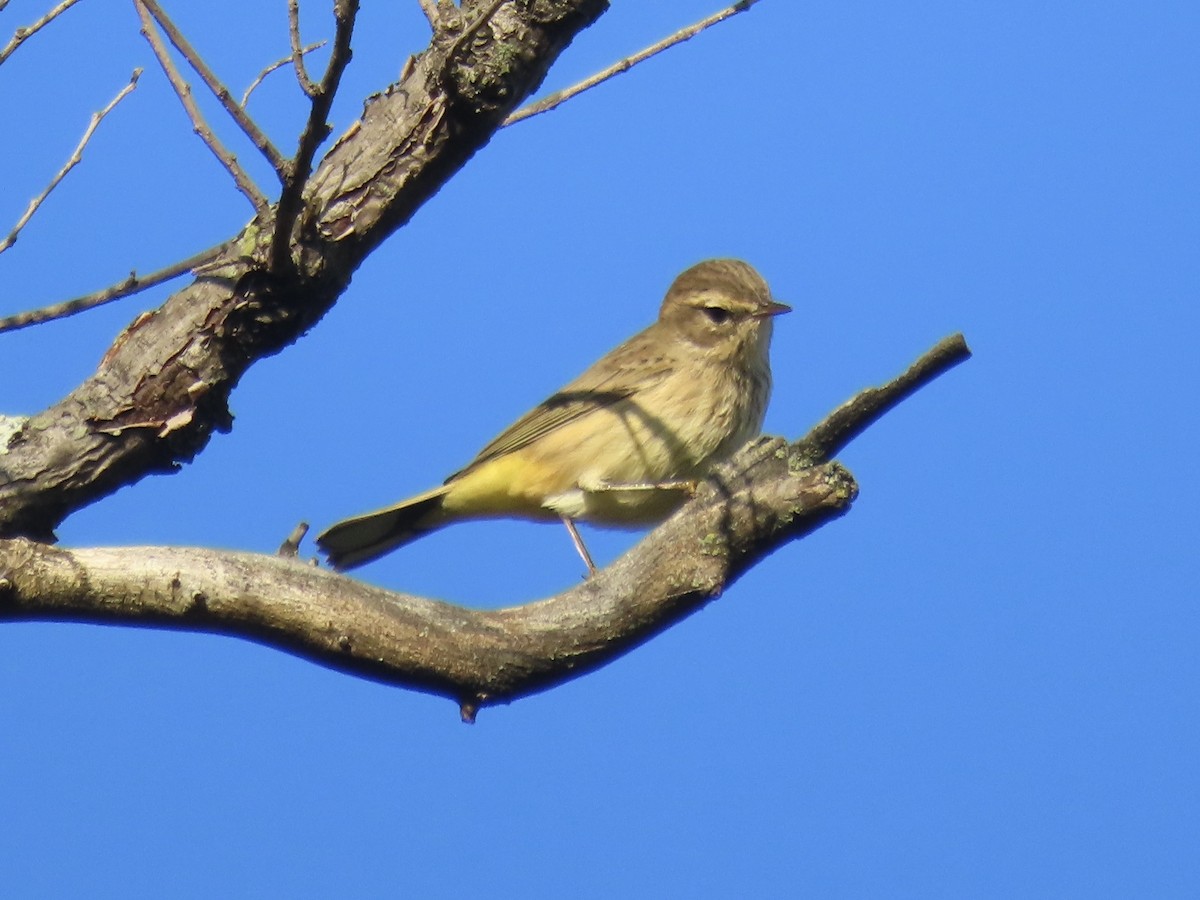Palm Warbler (Western) - ML642702727