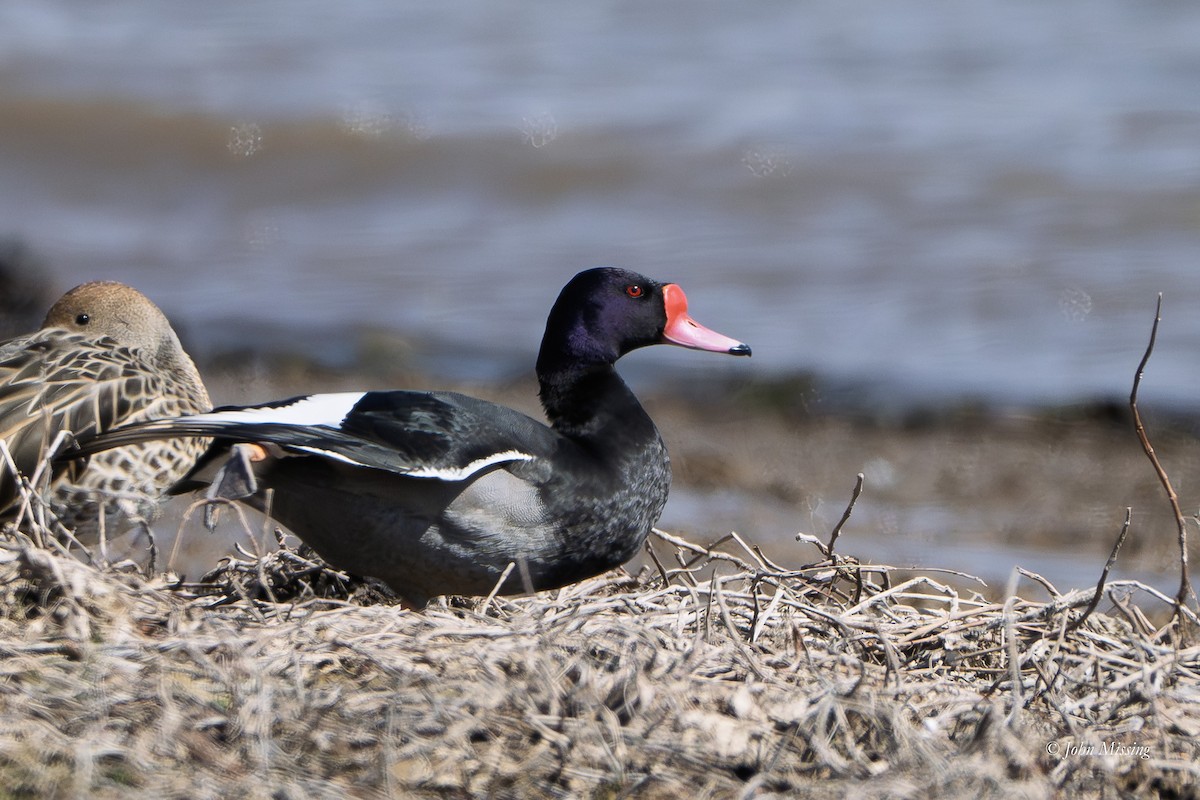 Rosy-billed Pochard - ML642702728