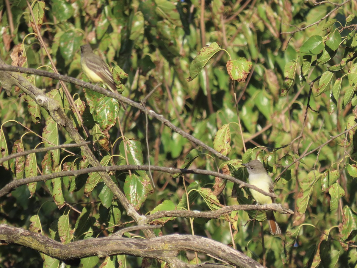 Great Crested Flycatcher - ML642702729