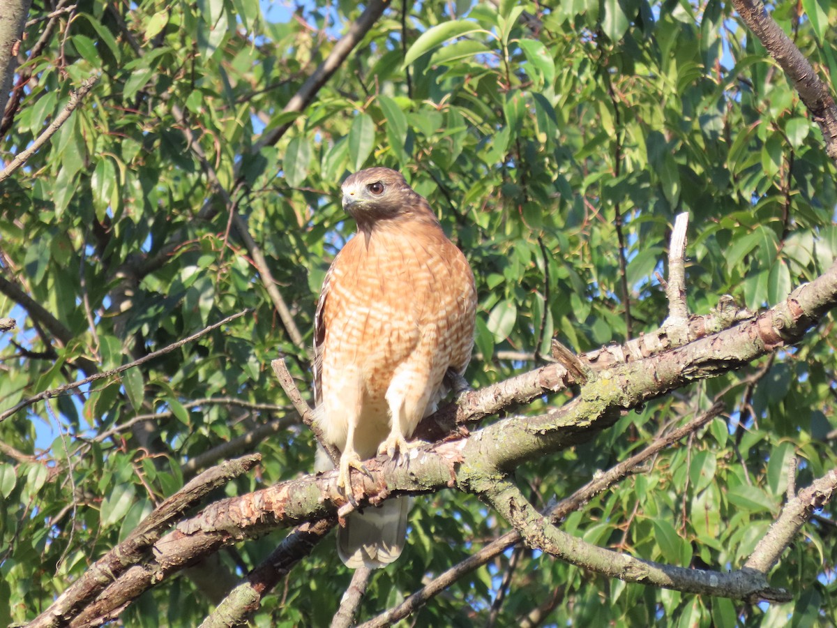 Red-shouldered Hawk - ML642702731