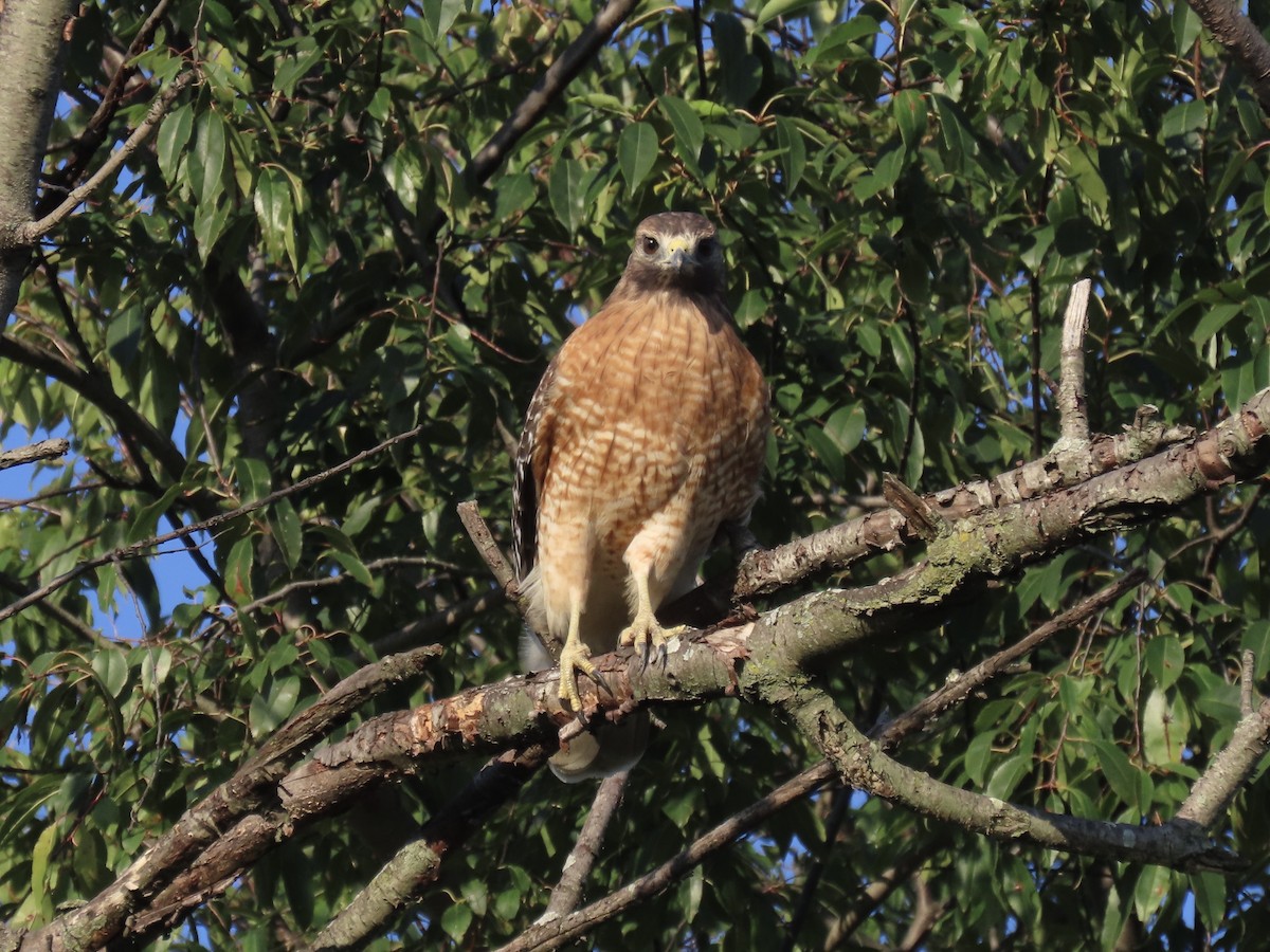 Red-shouldered Hawk - ML642702732