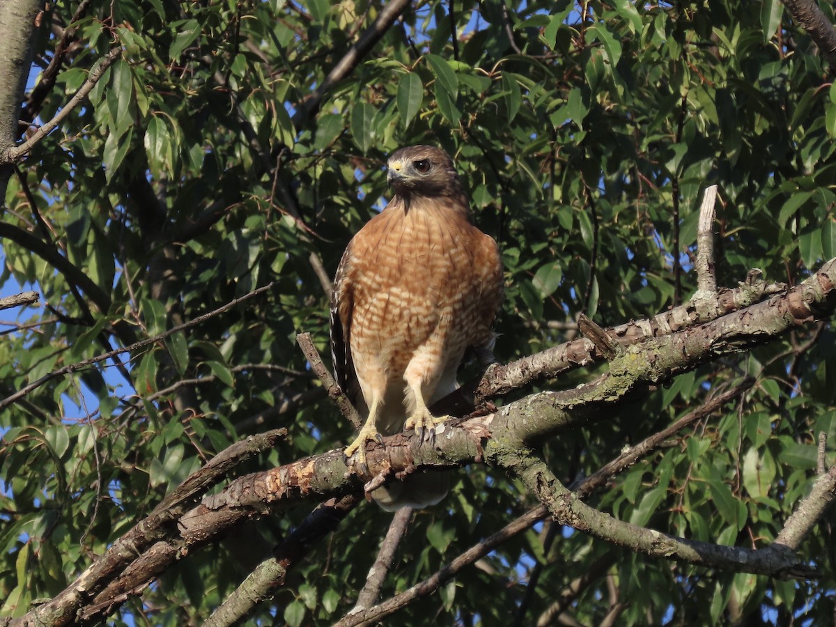 Red-shouldered Hawk - ML642702734