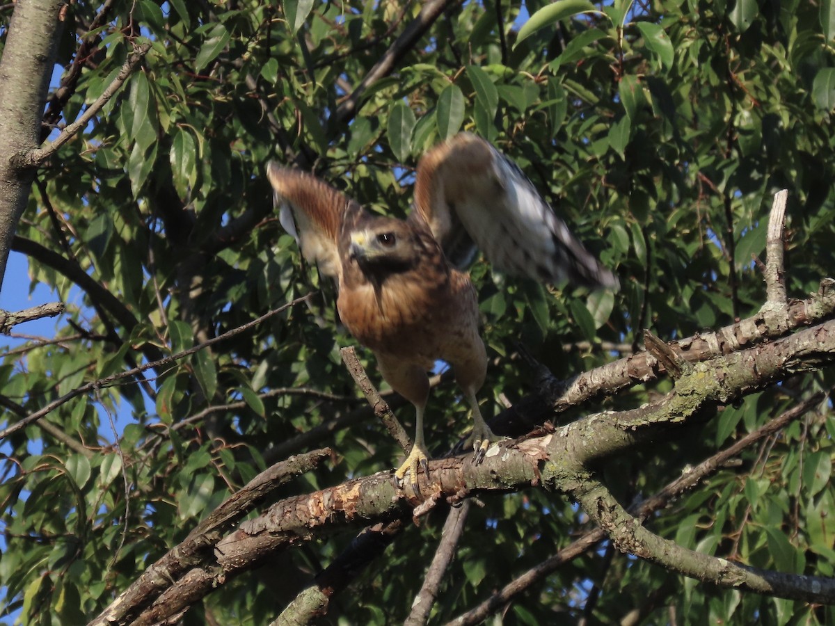 Red-shouldered Hawk - ML642702735
