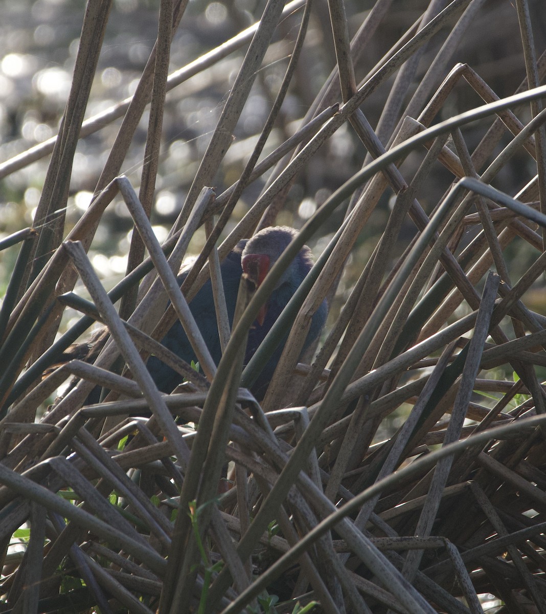 Gray-headed Swamphen - ML642702746