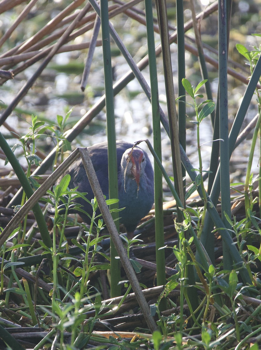 Gray-headed Swamphen - ML642702747