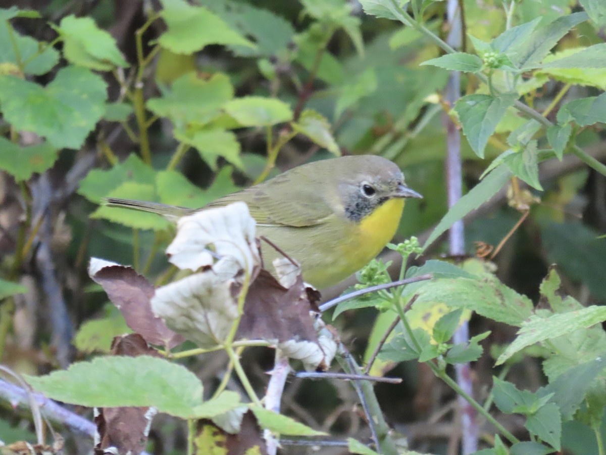 Common Yellowthroat - ML642702750