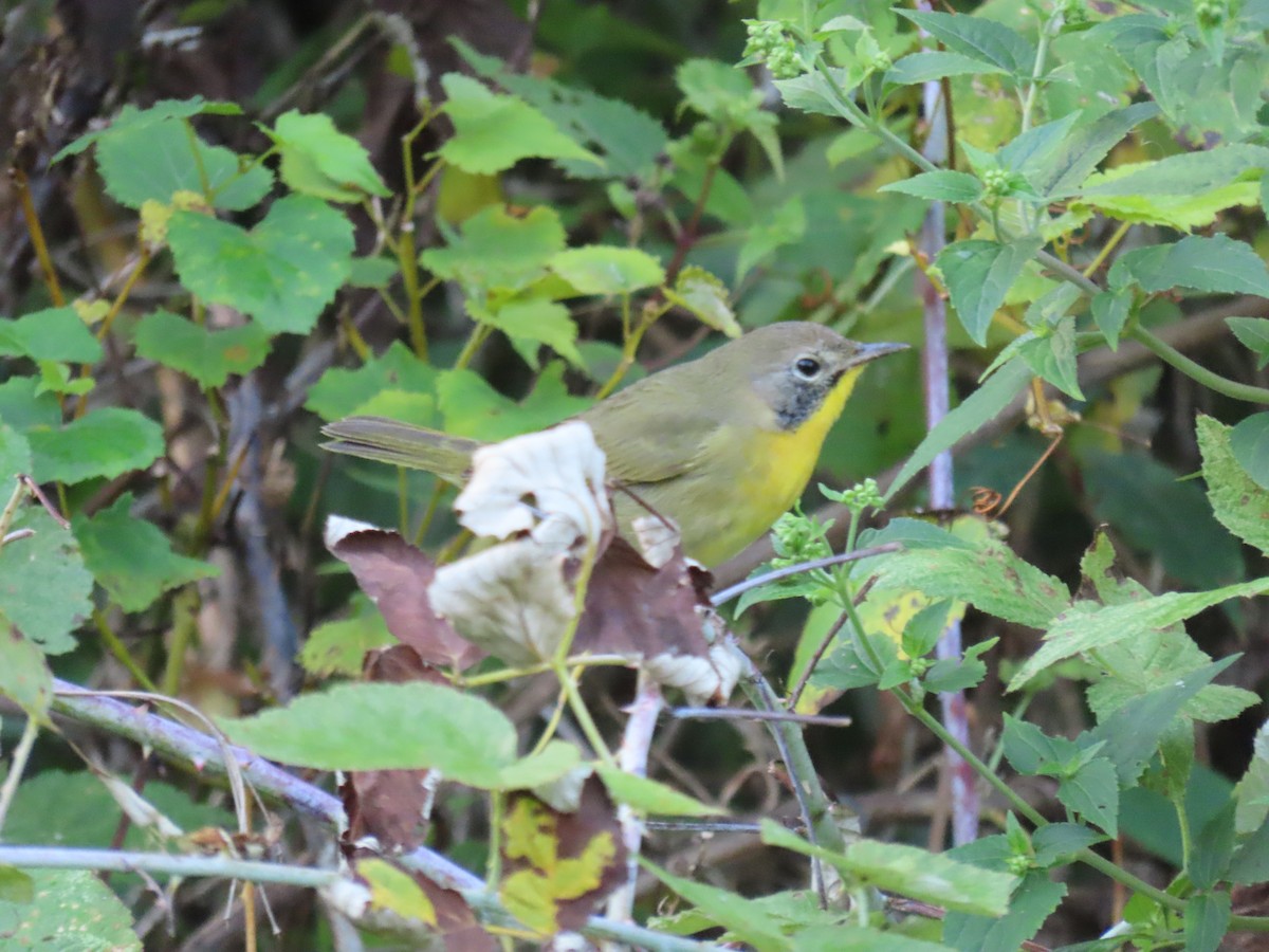 Common Yellowthroat - ML642702751