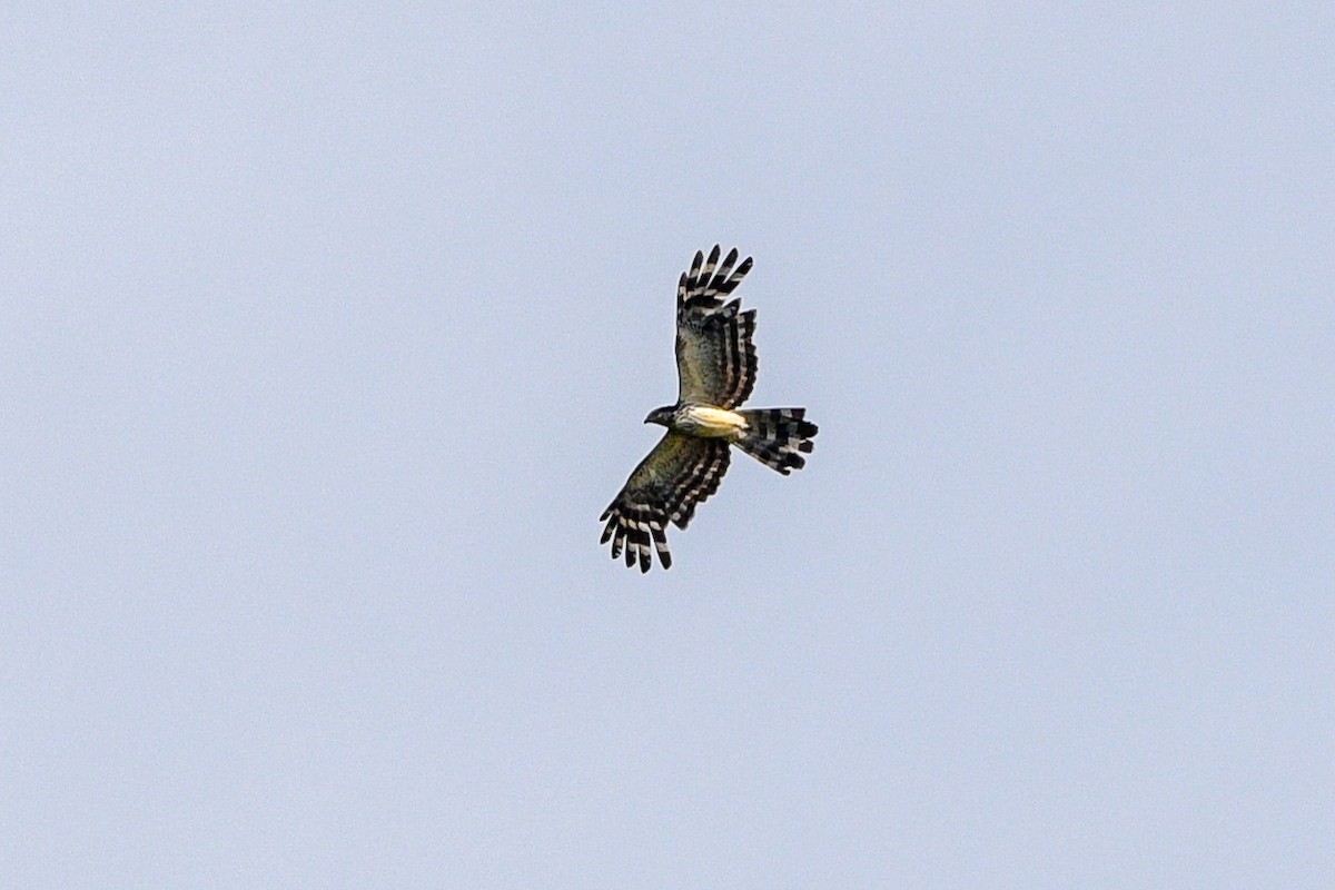 Long-tailed Honey-buzzard - ML642702753