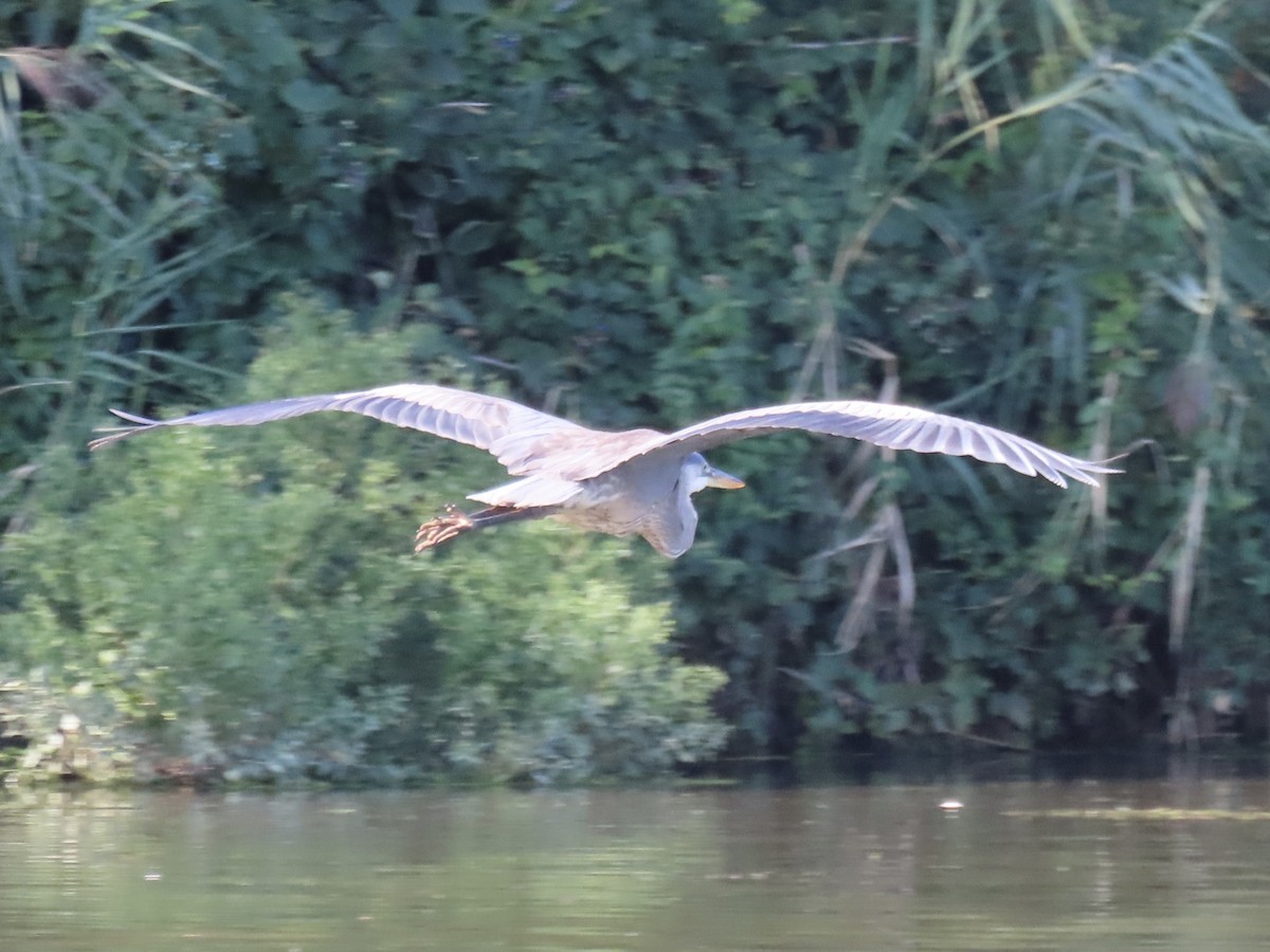 Great Blue Heron (Great Blue) - ML642702754