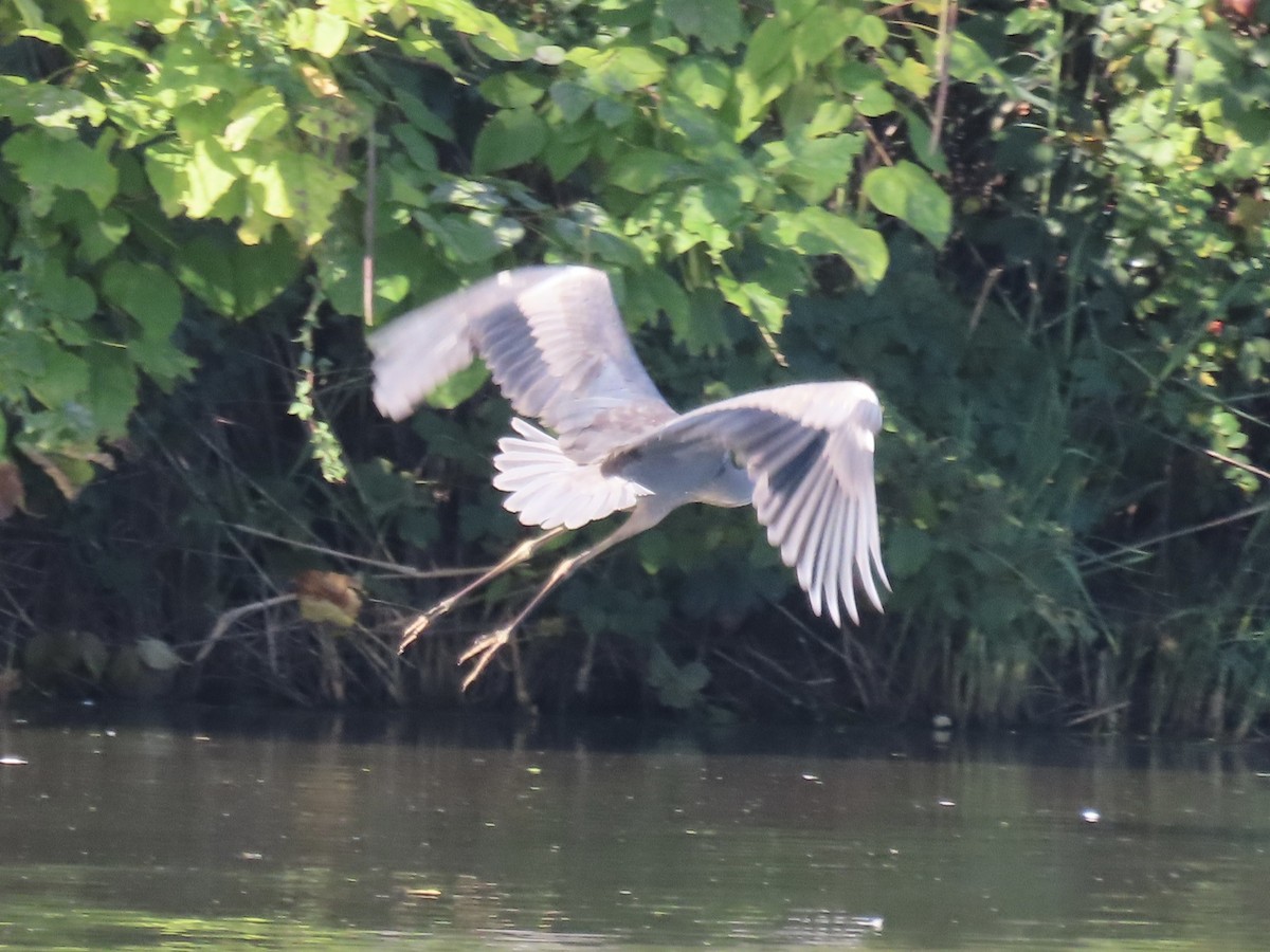 Great Blue Heron (Great Blue) - ML642702756