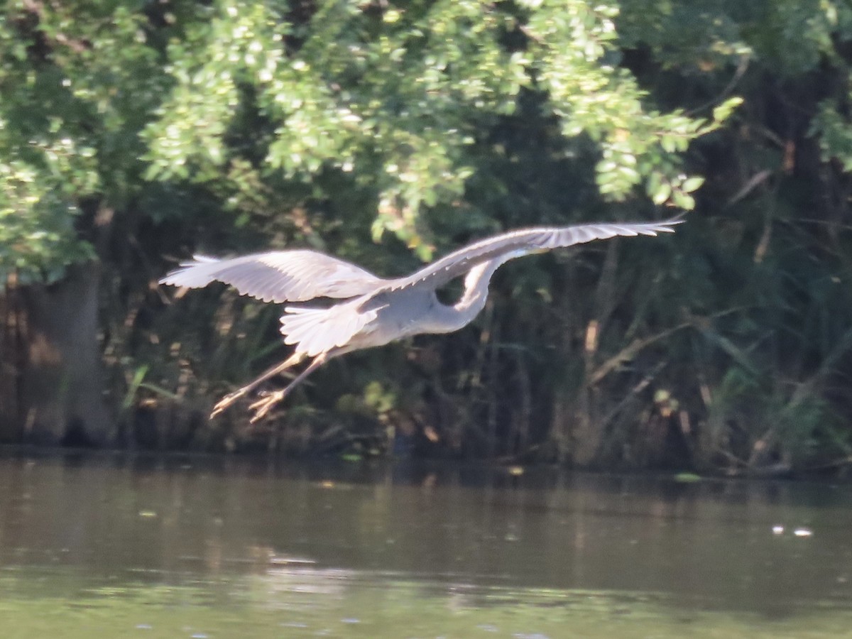 Great Blue Heron (Great Blue) - ML642702757