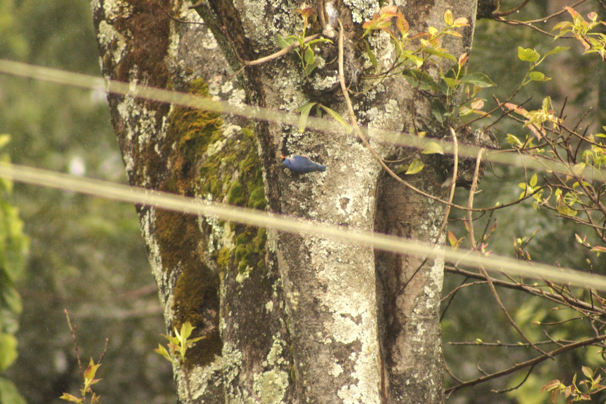 Velvet-fronted Nuthatch - ML642702759