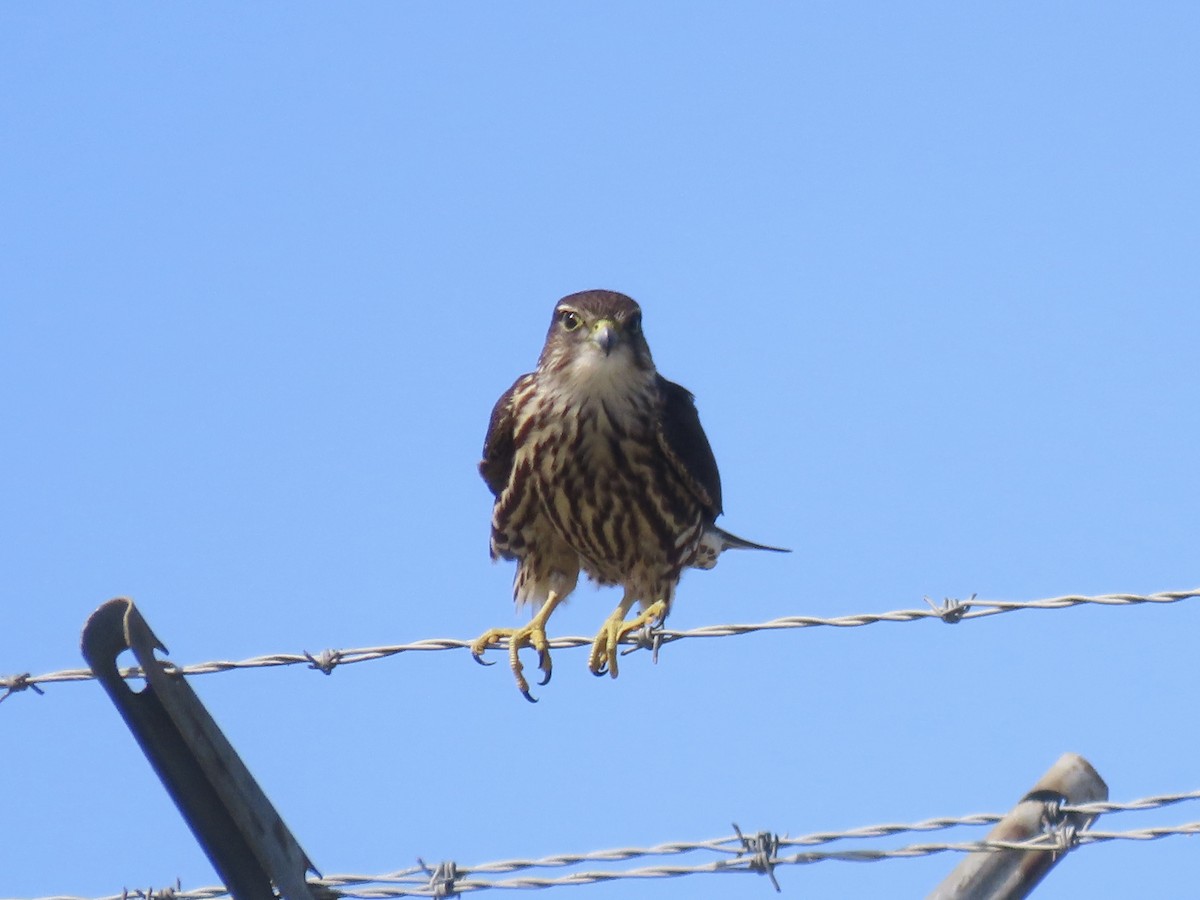 Merlin - ML642702764