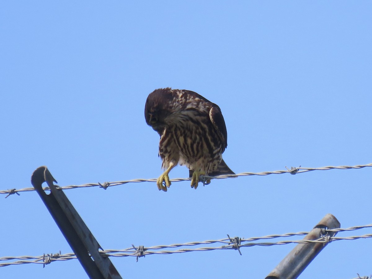 Merlin - ML642702765