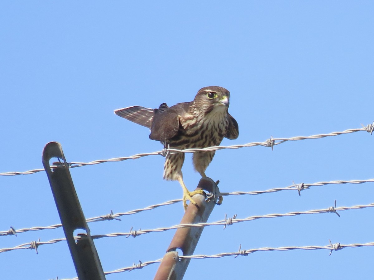 Merlin - ML642702766