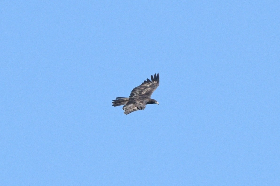 Gurney's Eagle - ML642702767
