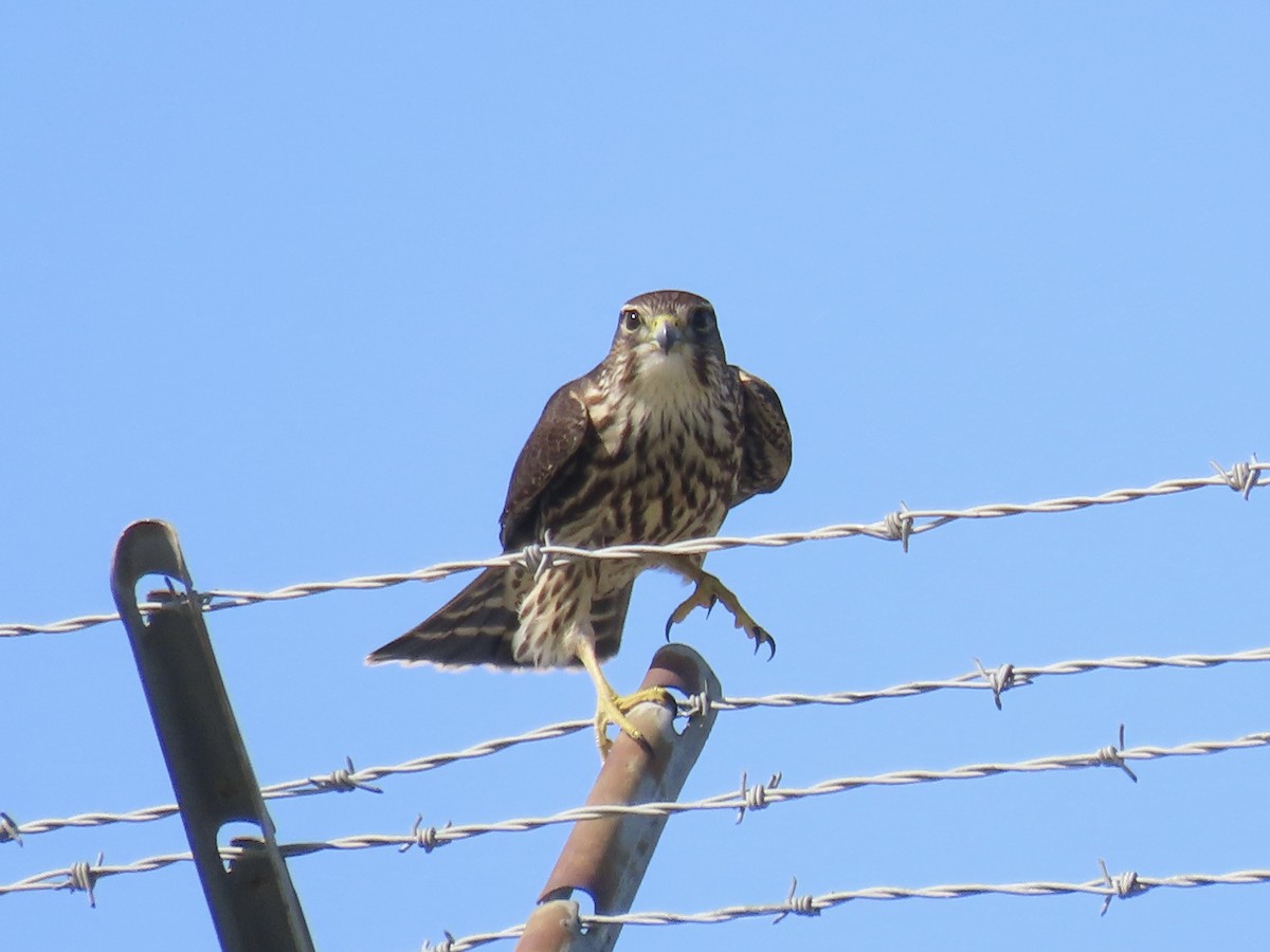 Merlin - ML642702769