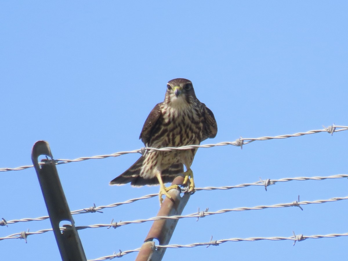 Merlin - ML642702773