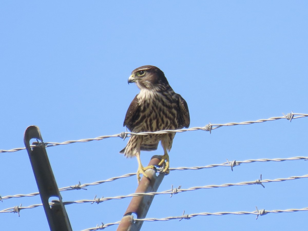 Merlin - ML642702776