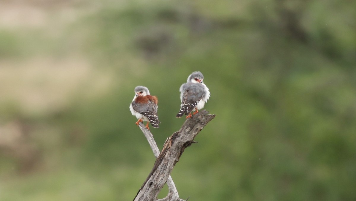Pygmy Falcon - ML642702787