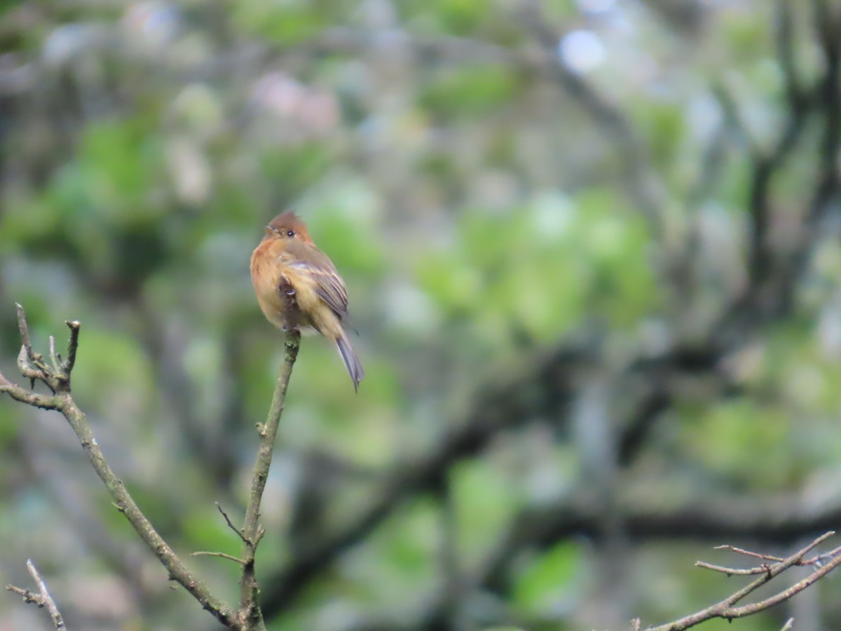Tufted Flycatcher - ML642702798