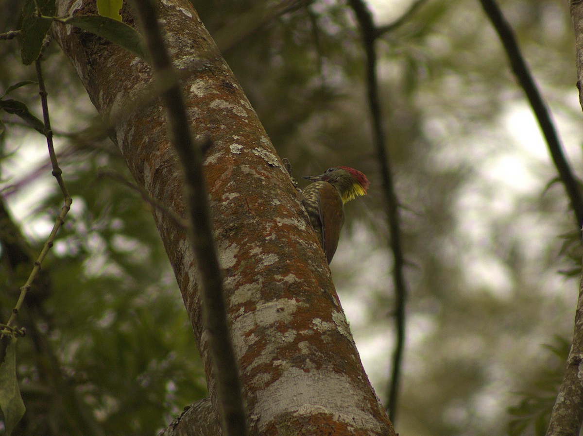 Lesser Yellownape - ML642702802
