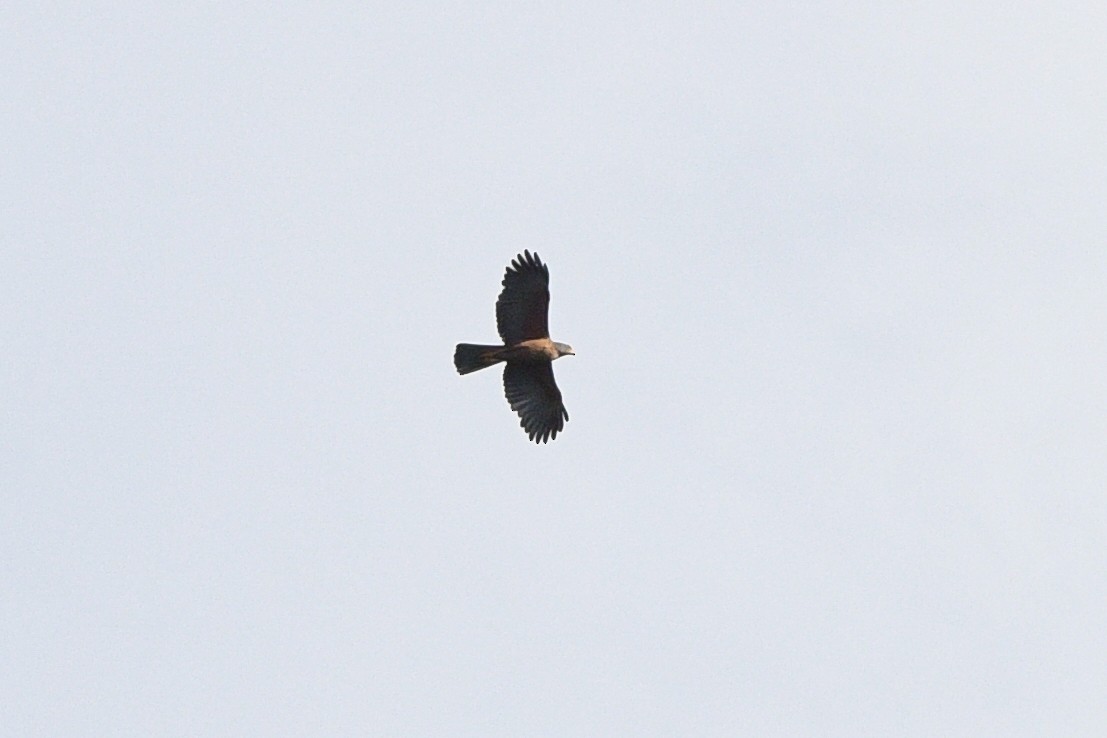 Variable Goshawk - ML642702809