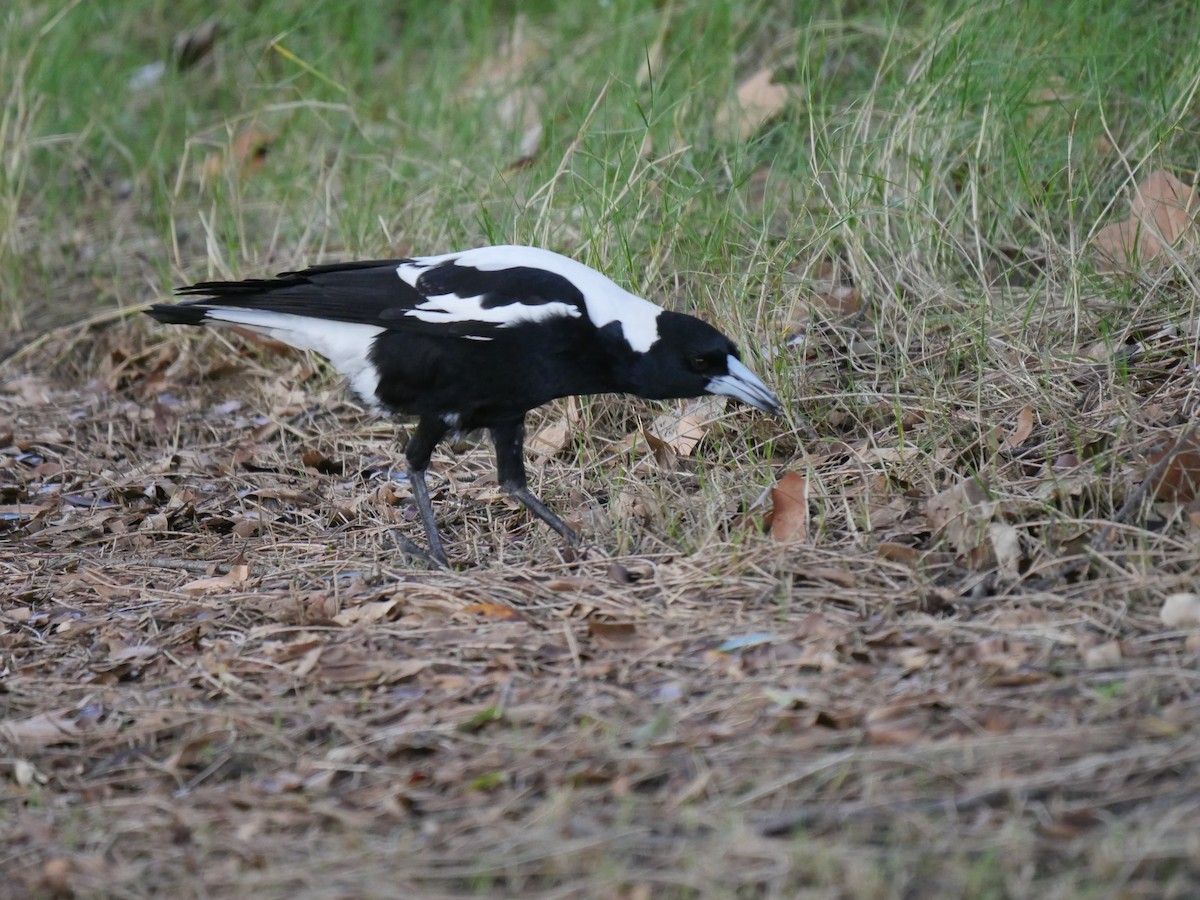 Australian Magpie (Western) - ML64270281