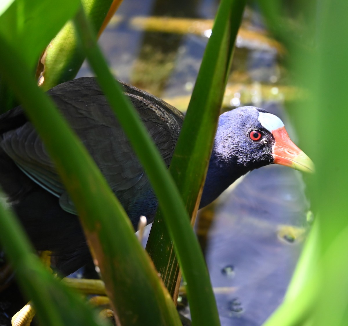 Purple Gallinule - ML642702820