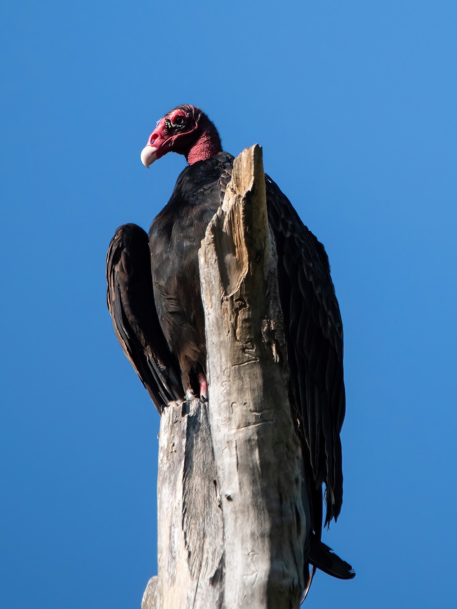 Turkey Vulture - ML642702821
