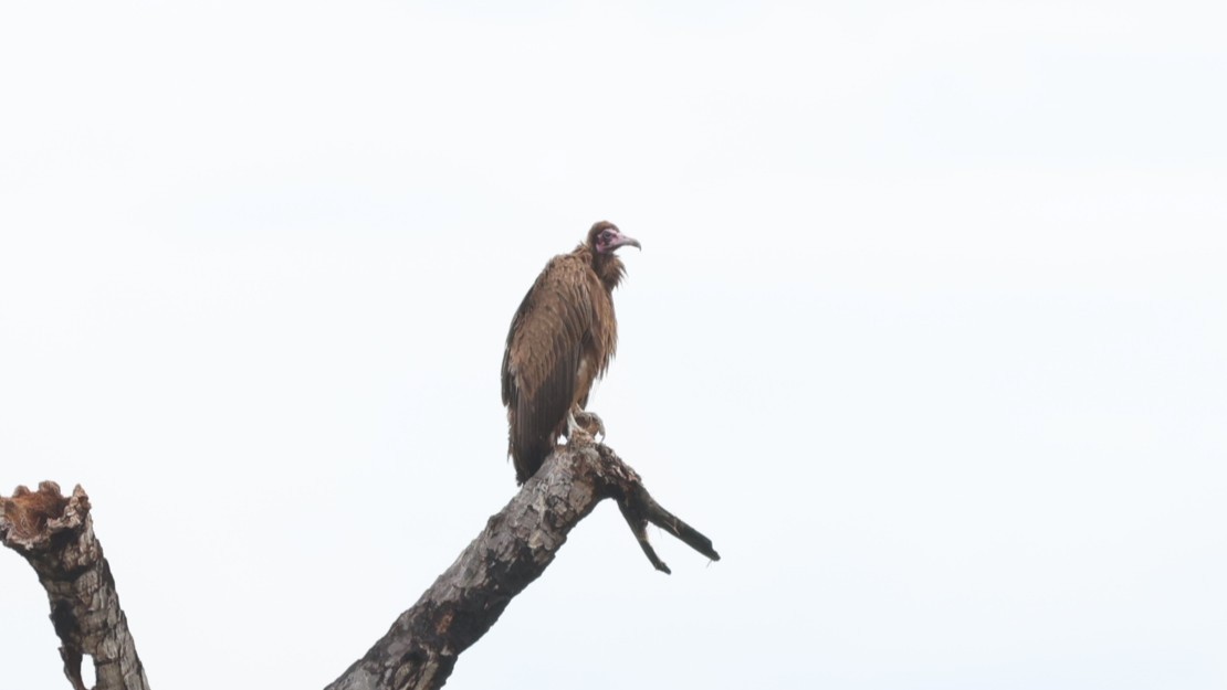 Hooded Vulture - ML642702828