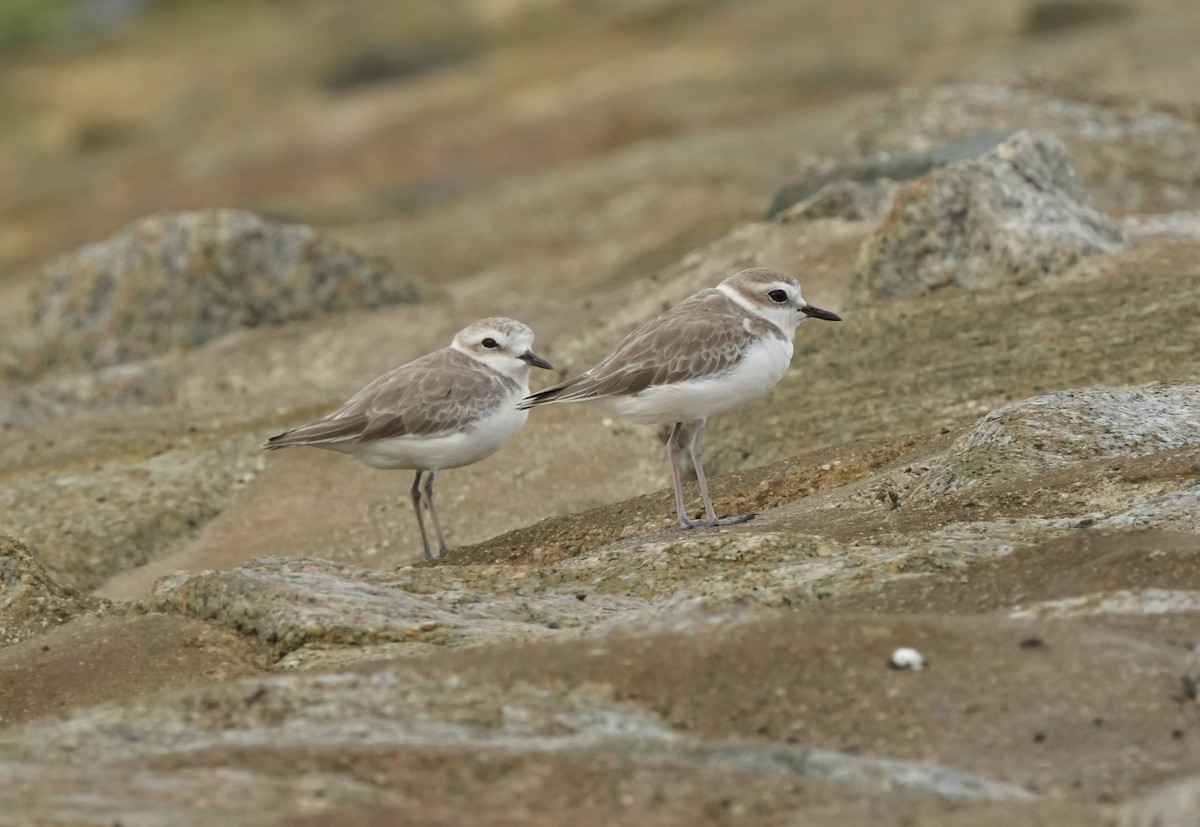 White-faced Plover - ML642702847