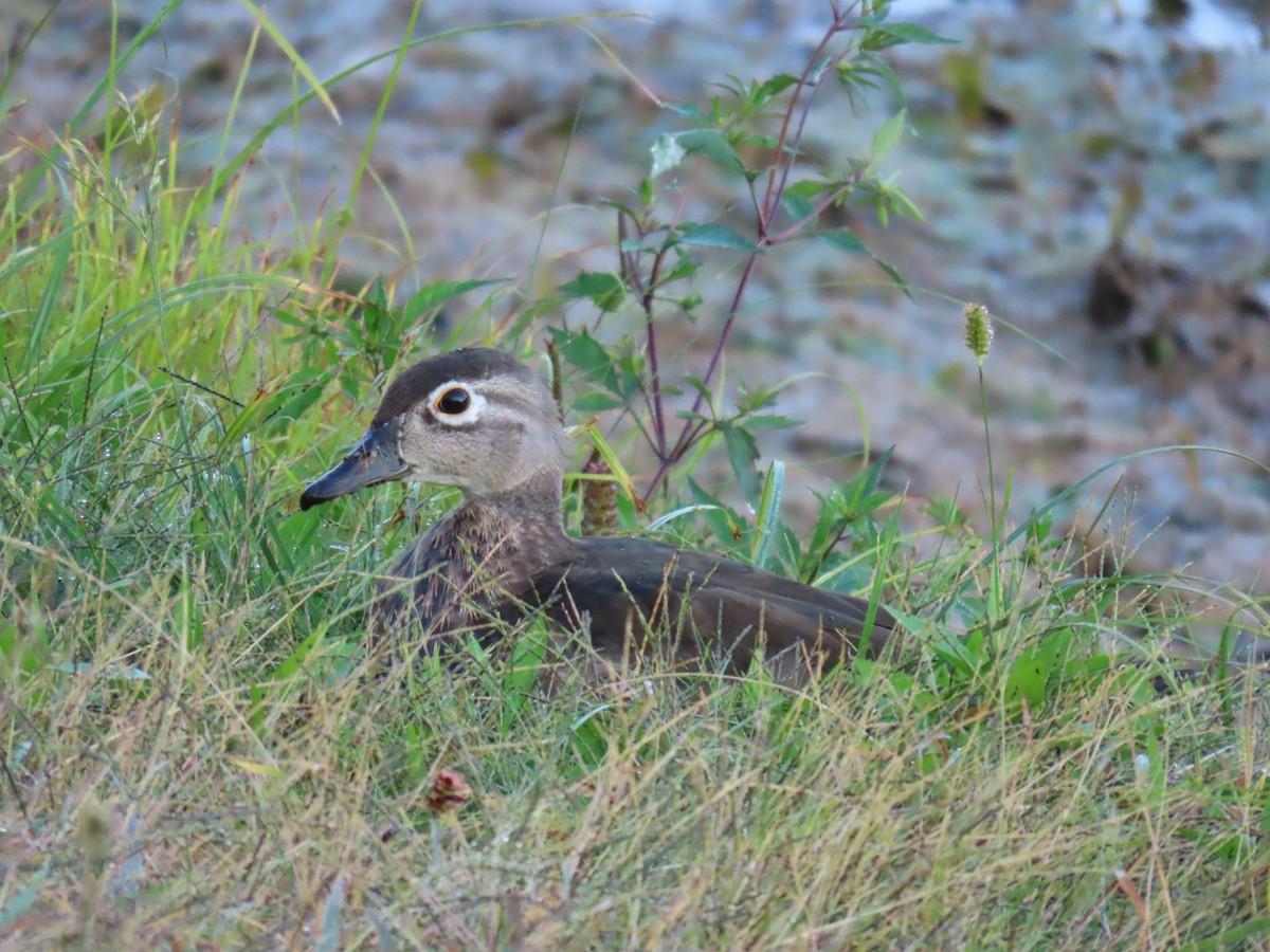Wood Duck - ML642702859