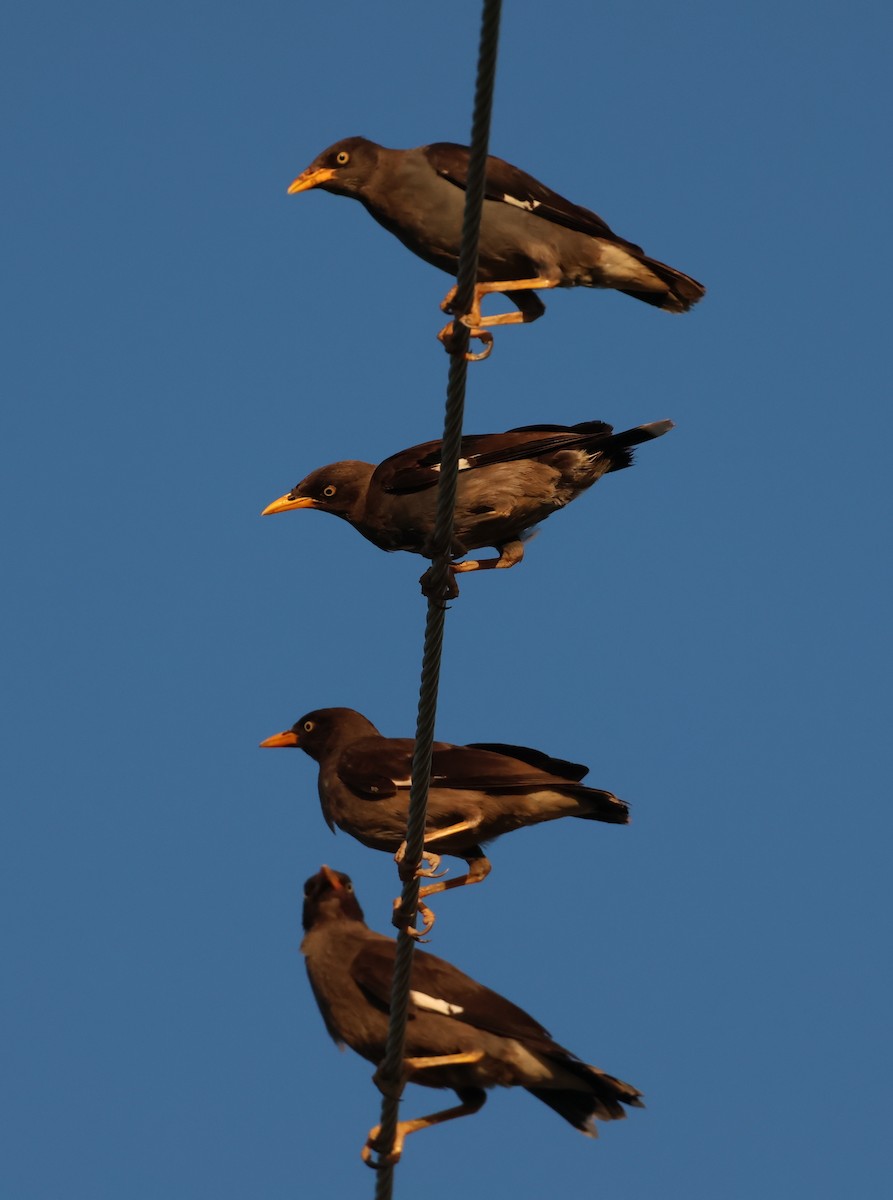Javan Myna - ML642702863