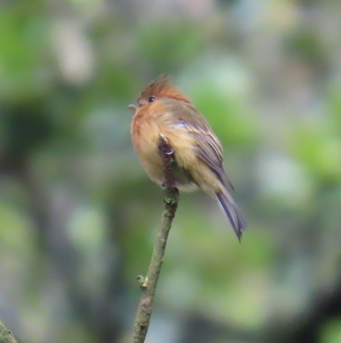 Tufted Flycatcher - ML642702874