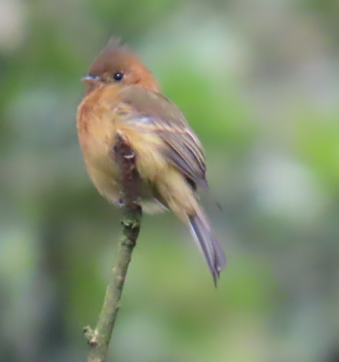 Tufted Flycatcher - ML642702875