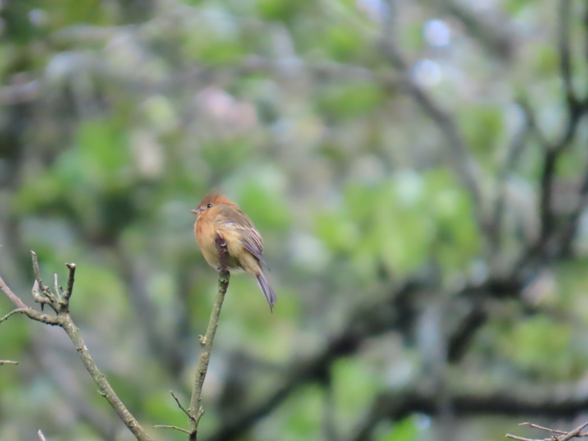 Tufted Flycatcher - ML642702876