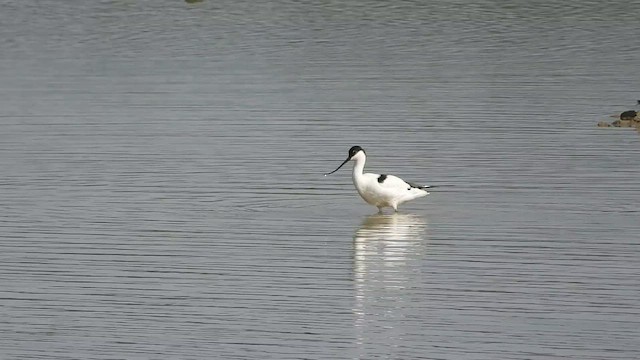 Pied Avocet - ML642702880