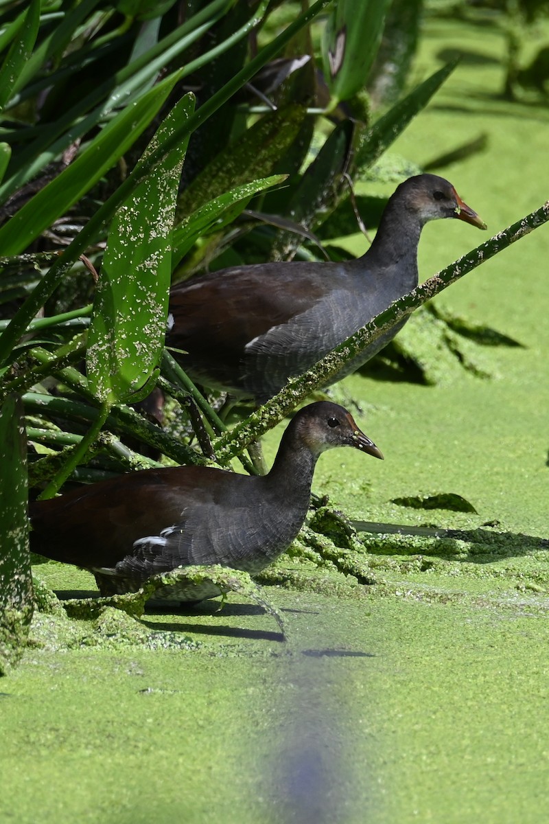 Common Gallinule - ML642702886