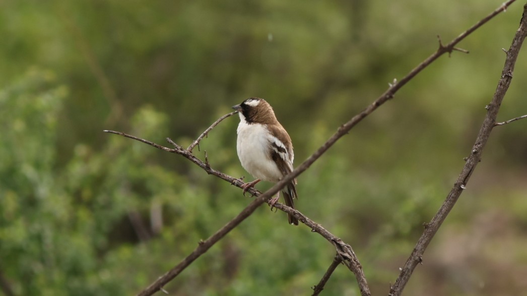 White-browed Sparrow-Weaver - ML642702906