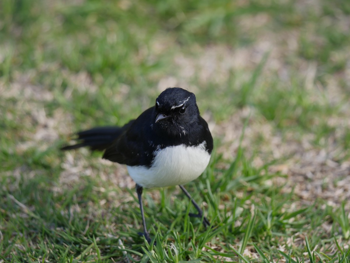 Willie-wagtail - ML64270291