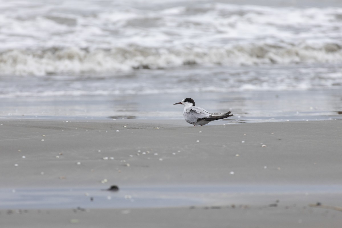 Common Tern - ML642702926