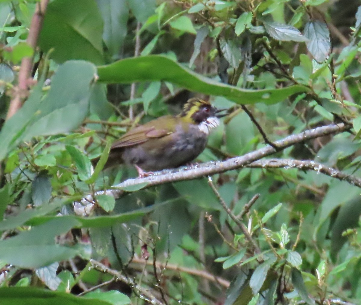 Green-striped Brushfinch - ML642702933