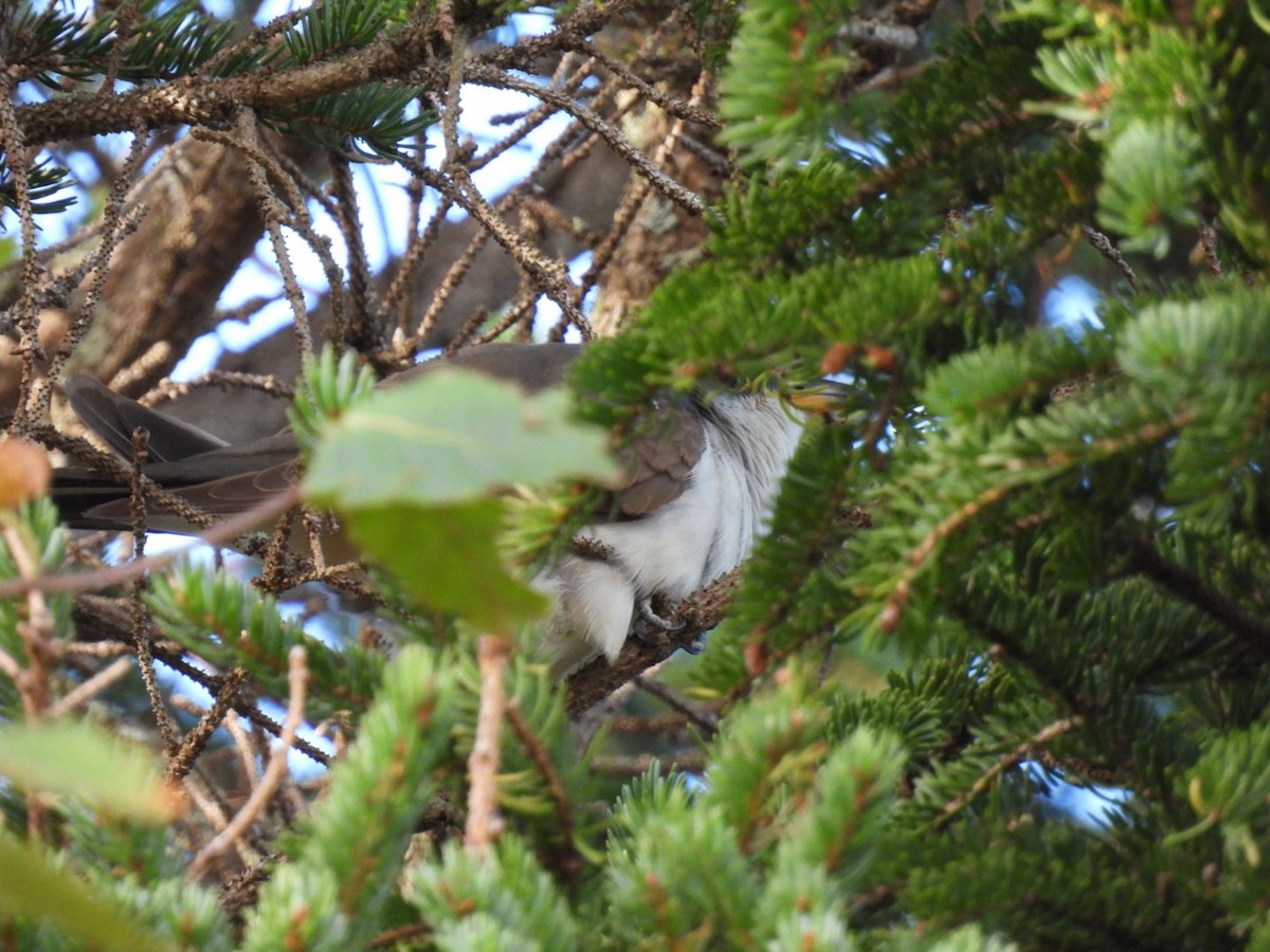 Gelbschnabelkuckuck - ML642702936