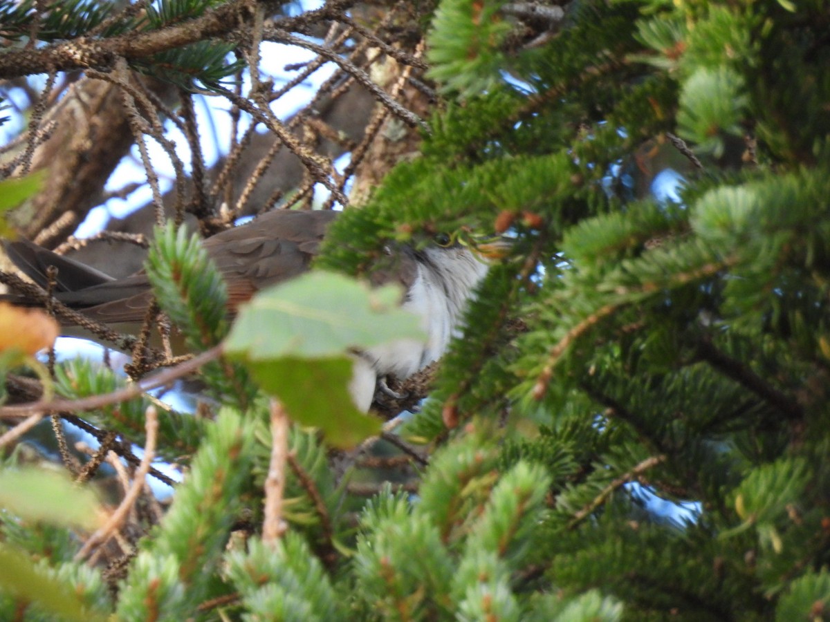 Yellow-billed Cuckoo - ML642702938