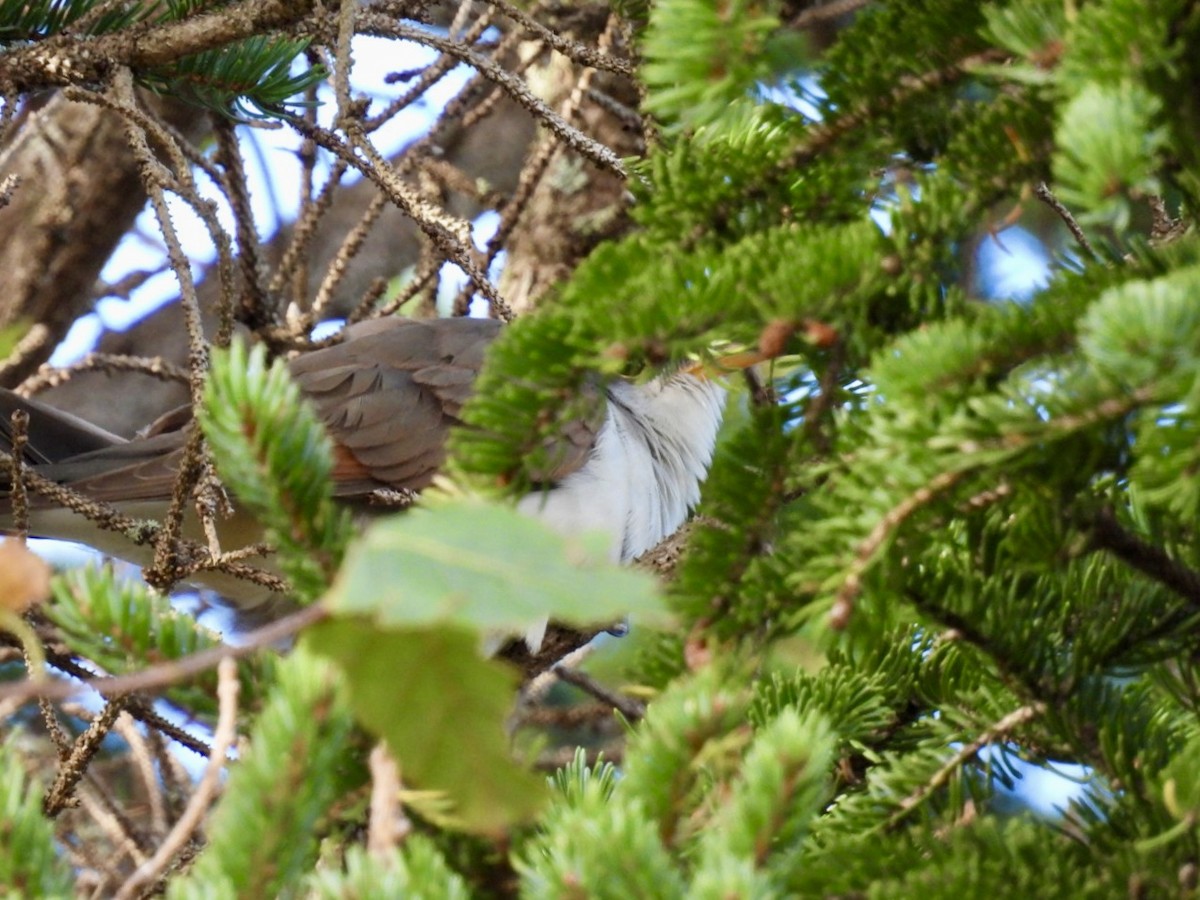 Yellow-billed Cuckoo - ML642702939