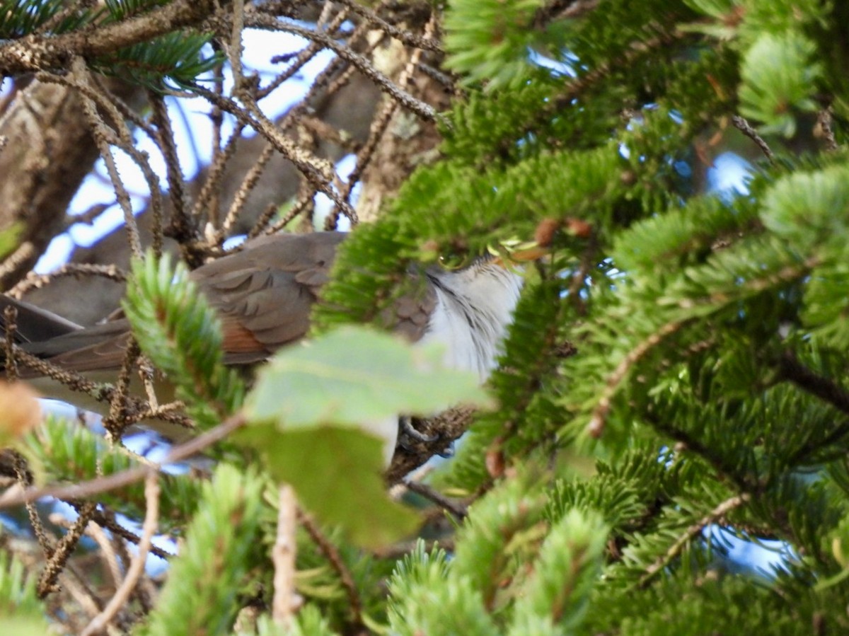 Yellow-billed Cuckoo - ML642702940
