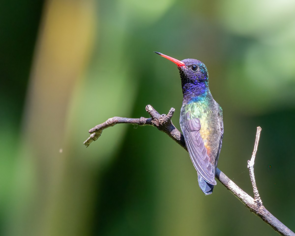White-chinned Sapphire - ML642702944