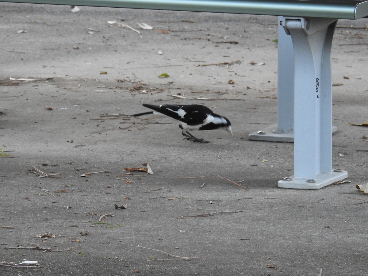 Magpie-lark - ML642702947