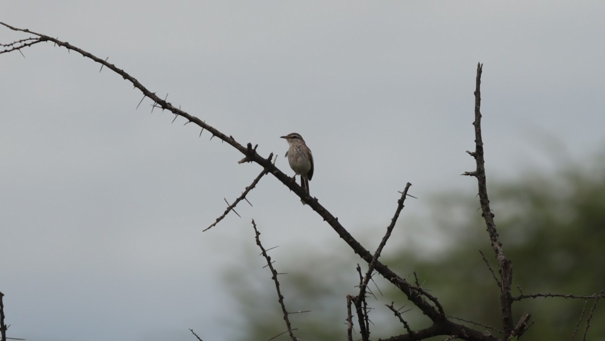 White-browed Scrub-Robin - ML642702948